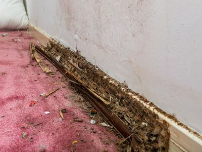 About Maximum Restore Solutions - water damage restoration experts in Ottawa